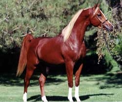 Bey Klassic V| Arabian Horses of Diamond M Arabians